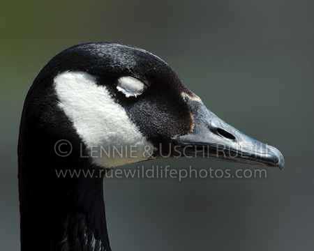 GooseCanadaBrantaCanadensisAnatidaeRWP198177.jpg